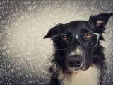 Hund mit Brille, reinrassiger Border-Collie über grauem Hintergrund, der harte mathematische Berechnungen und Gleichungen löst.