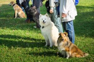 Eine Gruppe von Hunden, die neben ihren Trainern in einer Hundeschule sitzen
