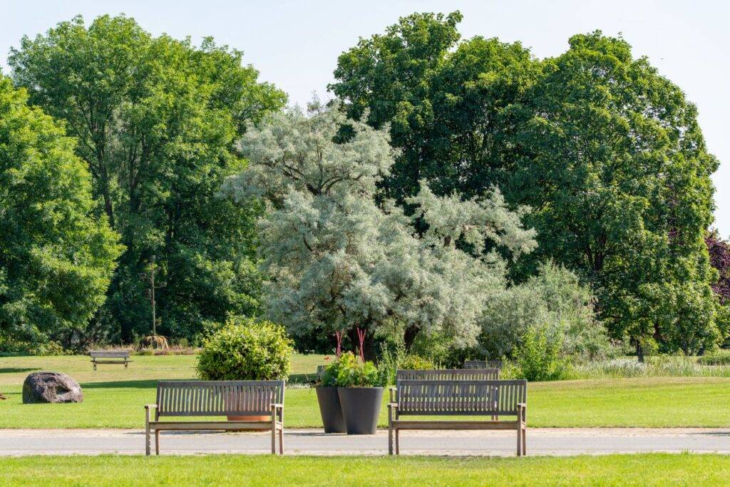 Zwei Parkbaenke aus Holz auf einer Gruenflaeche mit Baumen, Buschwerk und Pflanzkuebeln im oeffentlichen Raum